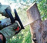 Best Tree Removal  in Canterwood, WA