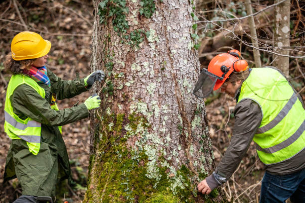 Best Lot and Land Clearing  in Canterwood, WA