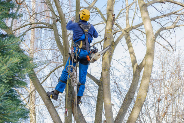  Canterwood, WA Tree Care Pros