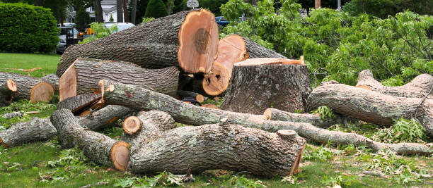 How Our Tree Care Process Works  in  Canterwood, WA
