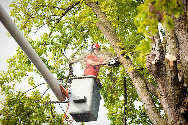 Best Emergency Tree Removal  in Canterwood, WA