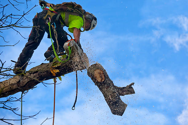 Best Fruit Tree Pruning  in Canterwood, WA