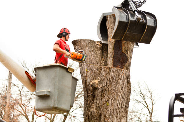 Best Firewood Processing and Delivery  in Canterwood, WA